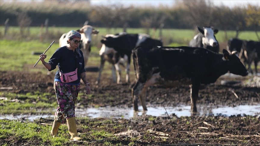 İstanbul’daki işini bırakan psikolog Balıkesir’de süt çiftliği kurdu