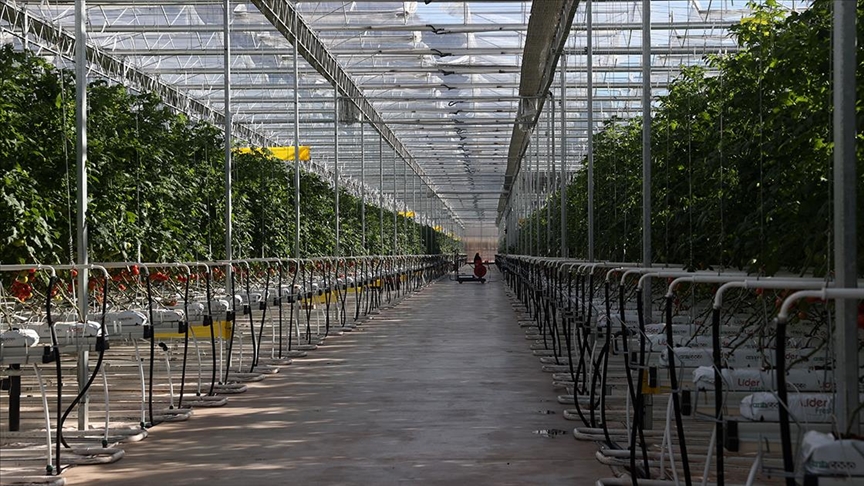 Çöpten elde edilen enerjiyle üretilen domates Avrupa ülkelerine ihraç ediliyor