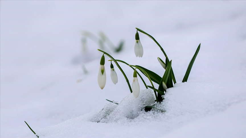 Sakarya’da beyaz örtüyle kaplanan Çam Dağı’nın eteklerini kardelenler süsledi