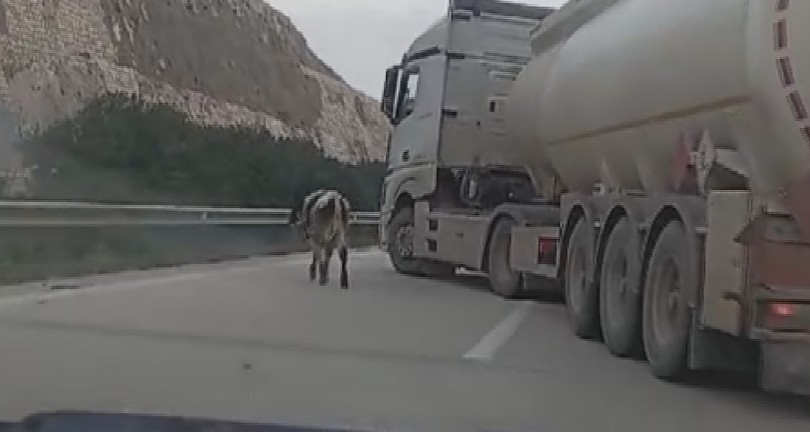 Otoyolda gülümseten buzağı kovalamacası