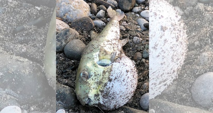 Balon balığı yiyen 7 şahıs hastanelik oldu