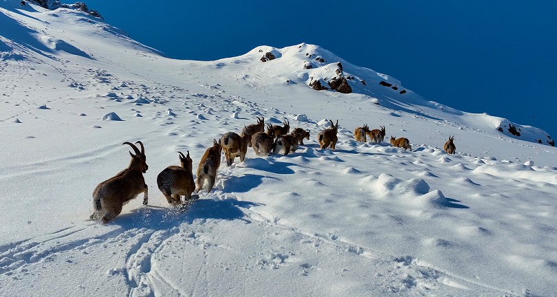 Karlı dağları aşarak göç yoluna koyulan yaban keçileri belgesel tadında görüntü oluşturdu