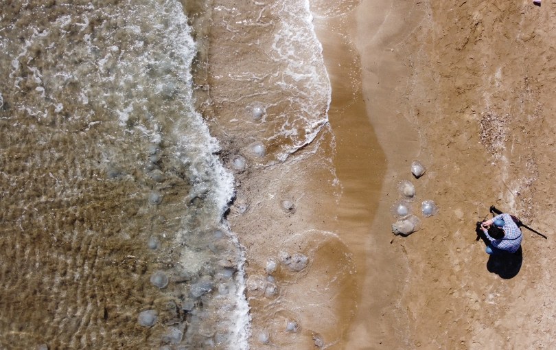 Akdeniz kıyılarını denizanaları bastı!