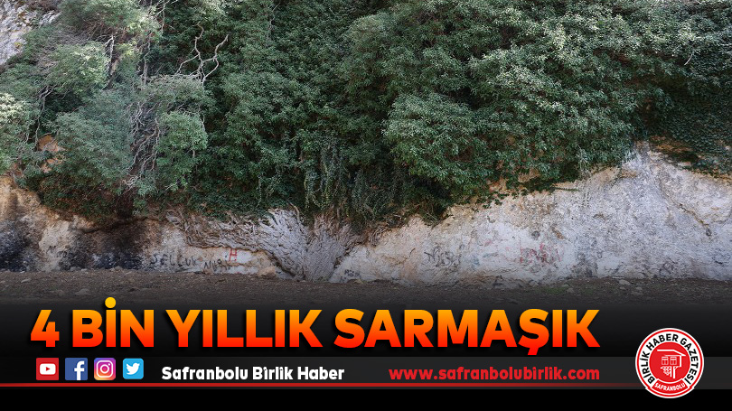 4 bin yıllık sarmaşık görenleri mest ediyor