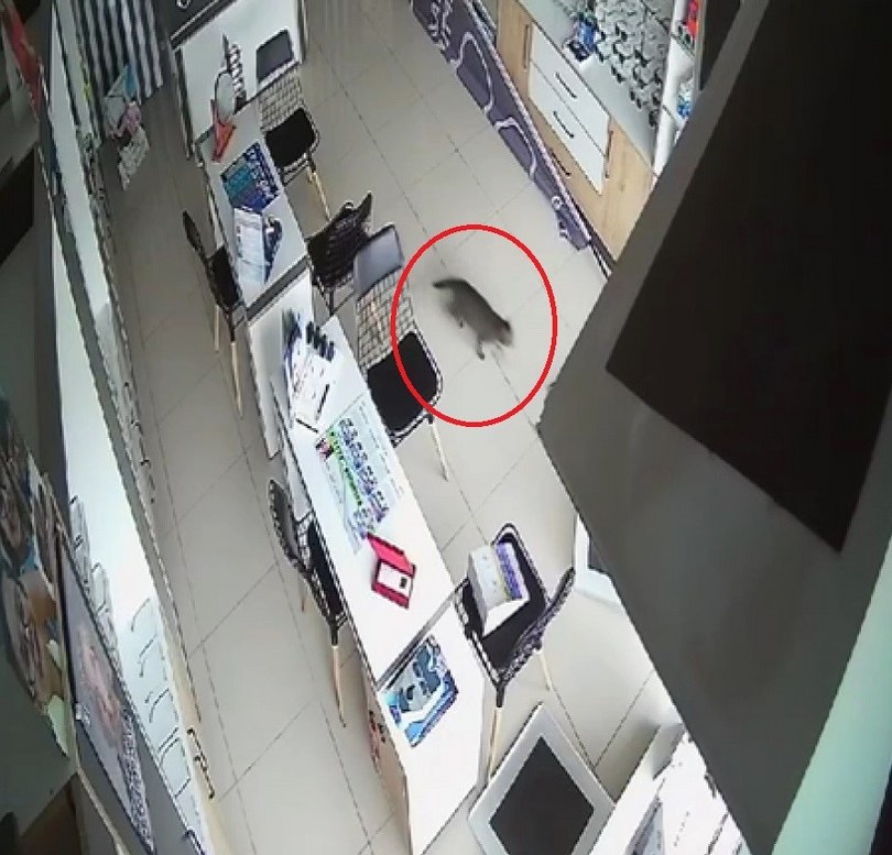 Kırılan tavandan kedi düştü