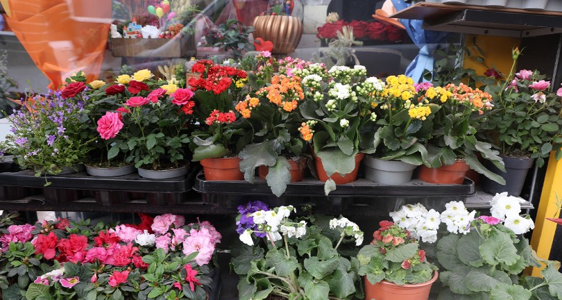 Enkaz kentte son 1 yılda en çok tercih edilen mezarlık çiçeklerine 14 Şubat’ta da yoğun ilgi