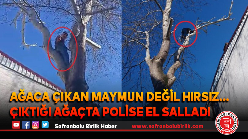 Ağaca çıkan maymun değil hırsız… Çıktığı ağaçta polise el salladı