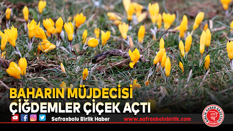 Baharın müjdecisi çiğdemler çiçek açtı