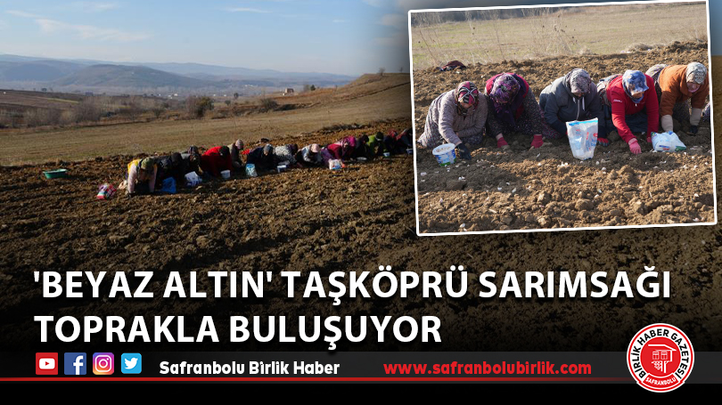 ‘Beyaz altın’ Taşköprü sarımsağı toprakla buluşuyor