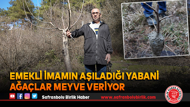 Emekli imamın aşıladığı yabani ağaçlar meyve veriyor