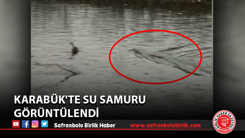 Karabük’te su samuru görüntülendi