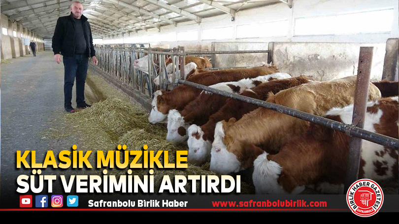 Klasik müzikle süt verimini artırdı
