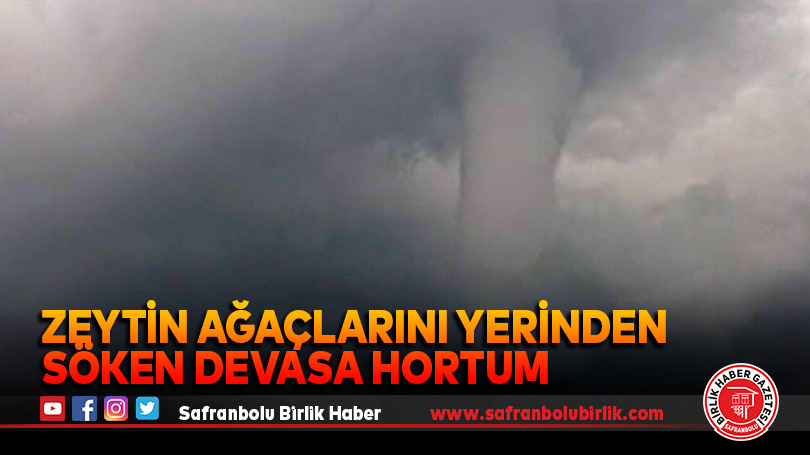 Zeytin ağaçlarını yerinden söken devasa hortum