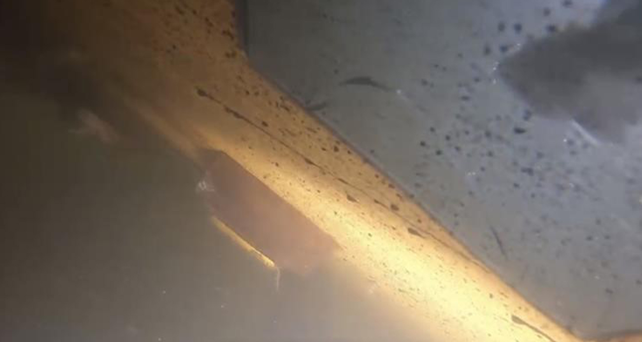 Batık gemiye dalış yapıldı, mürettebat kamaraları görüntülendi