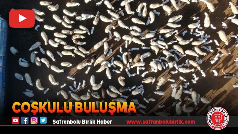 Koyun ve kuzuların coşkulu buluşması