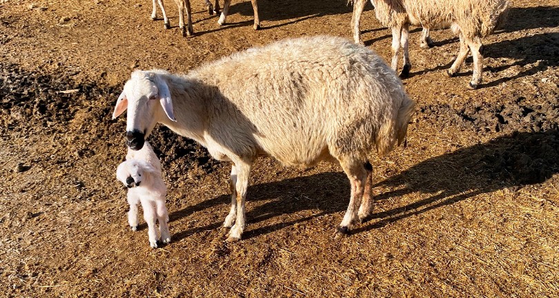 Çenesi anormal ve sol gözü olmayan kuzu, sahibini şaşkına çevirdi