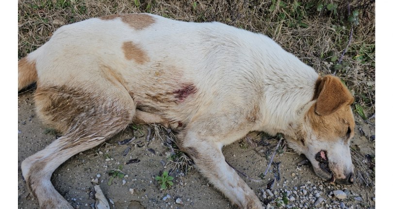 10 köpeği uyuşturup araziye attılar