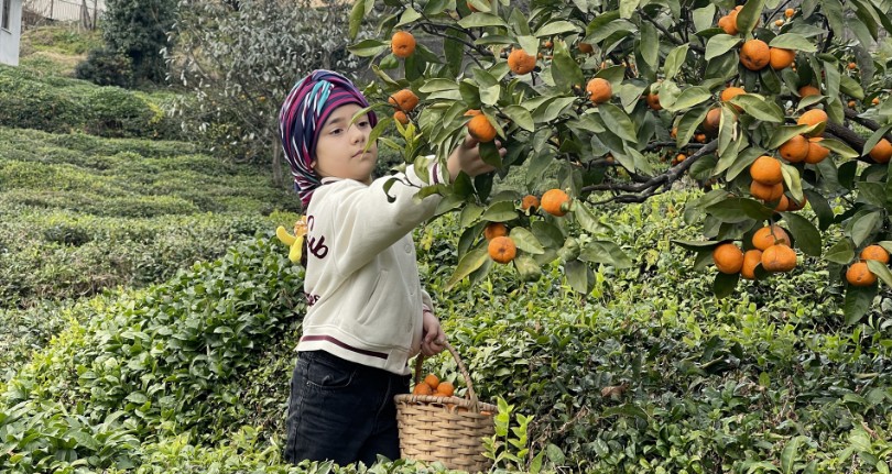 Rizeli çiftçiler yazın çay, kışın mandalina toplayarak geçimlerini sağlıyor