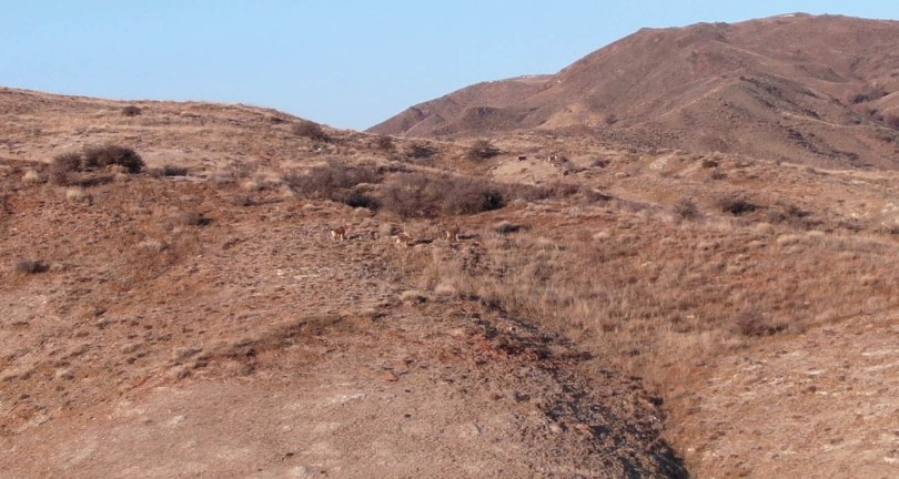 Kayaların usta tırmanıcıları sürü halinde görüntülendi