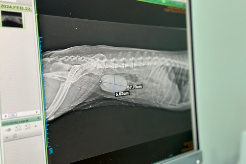 ‘Fındık’ isimli köpekten 8 santimlik taş çıktı