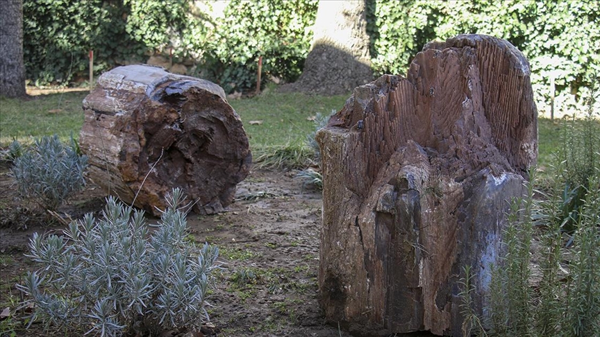 10 ila 16 milyon yıllık olduğu belirlenen 2 ağaç fosili bulundu