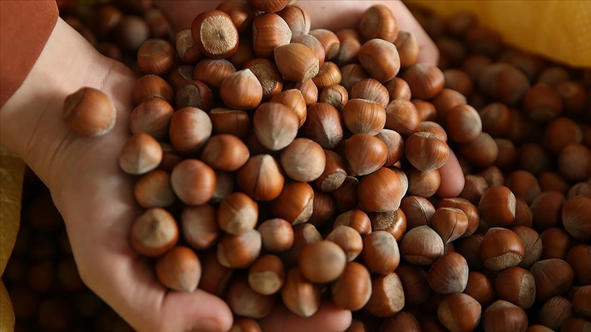 Türkiye’nin 5 aylık fındık ihracatı 1 milyar doları aştı