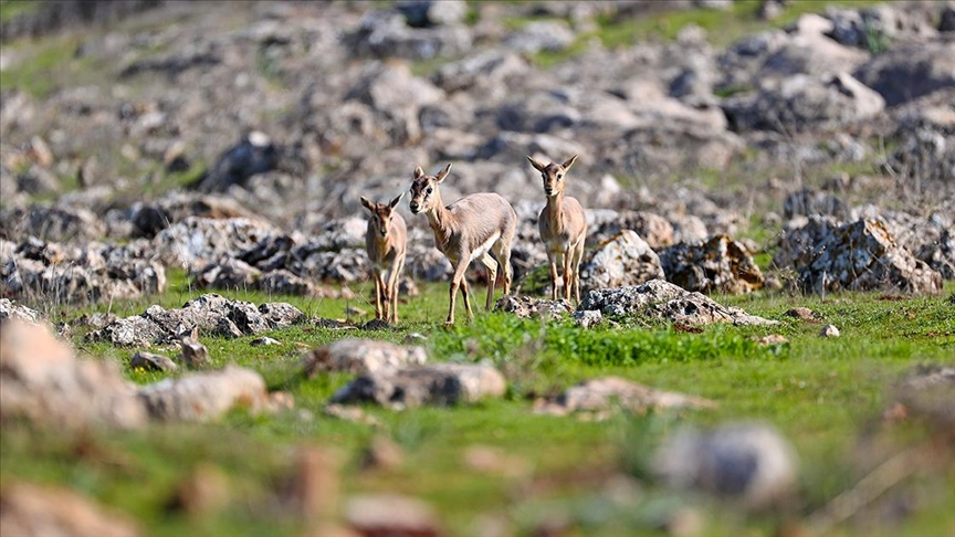 Doğa Koruma ve Milli Parklar Genel Müdürlüğü yaban hayatını yerinde izliyor ve koruyor
