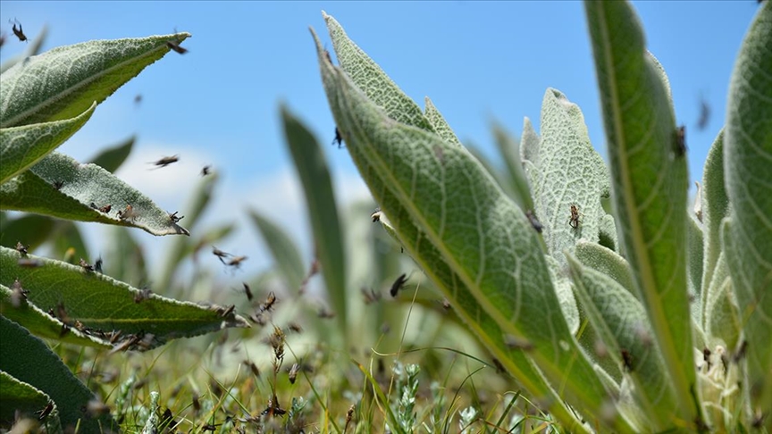 İklim değişikliğinin getirdiği dengesiz hava koşulları çekirge istilalarını artıracak
