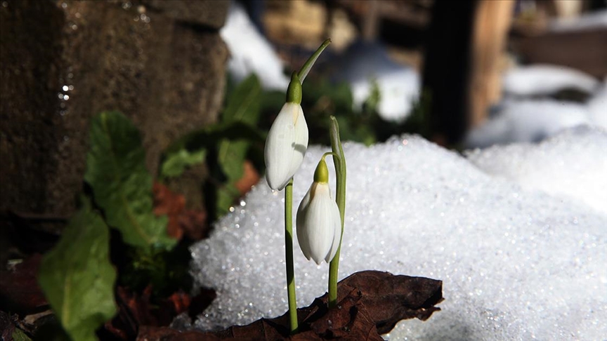 Küre Dağları’nda kardelenler açmaya başladı
