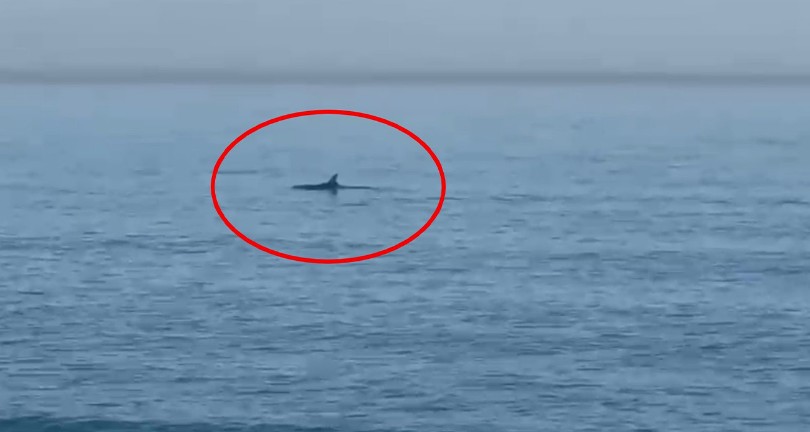 Karadeniz’de yunuslar görüntülendi