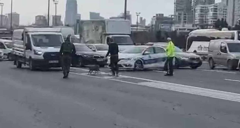 TEM’E giren tilki trafiği birbirine kattı