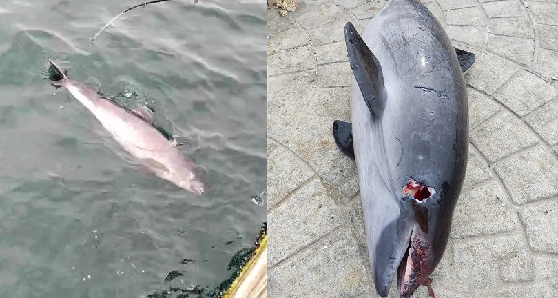 Ölü yunuslar kıyıya vuruyor, sebebi şok etti