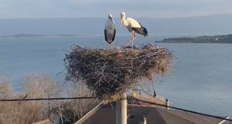 Belgesellere konu olan Yaren’in ardından eşi Nazlı da balıkçı Adem Amca’nın yanına geldi