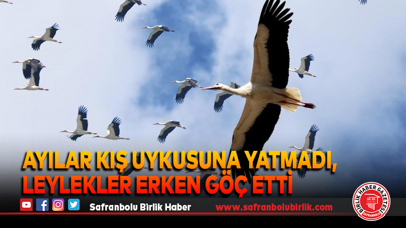 Ayılar kış uykusuna yatmadı, leylekler erken göç etti