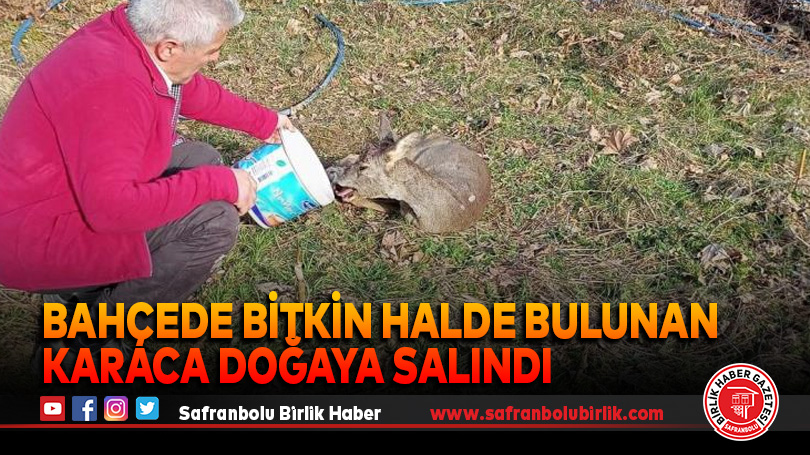 Bahçede bitkin halde bulunan karaca doğaya salındı