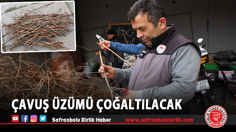 Çavuş Üzümü Çoğaltılacak