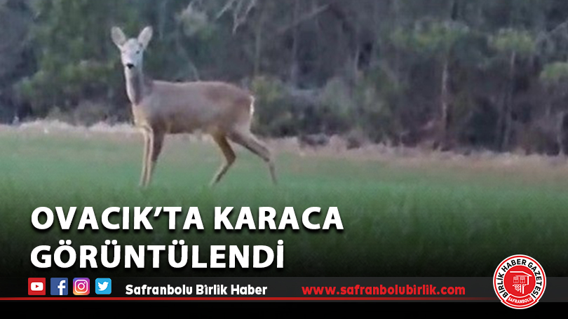 Ovacık’ta Karaca Görüntülendi