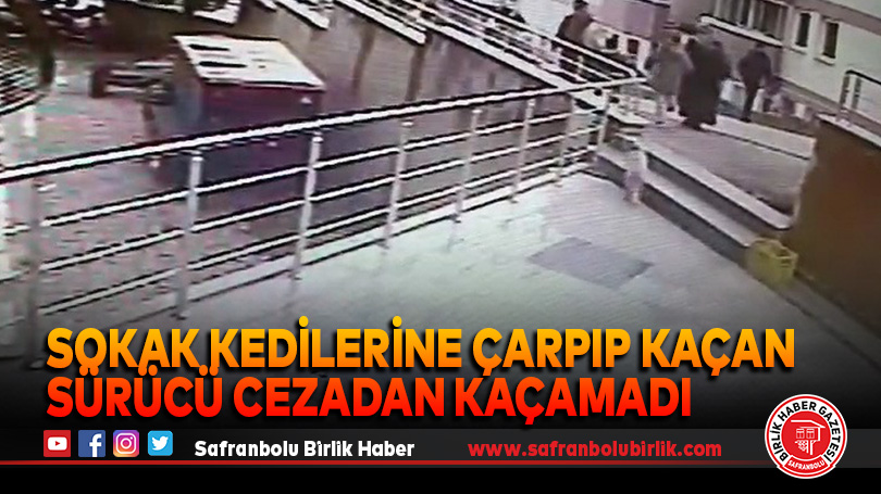 Sokak kedilerine çarpıp kaçan sürücü cezadan kaçamadı