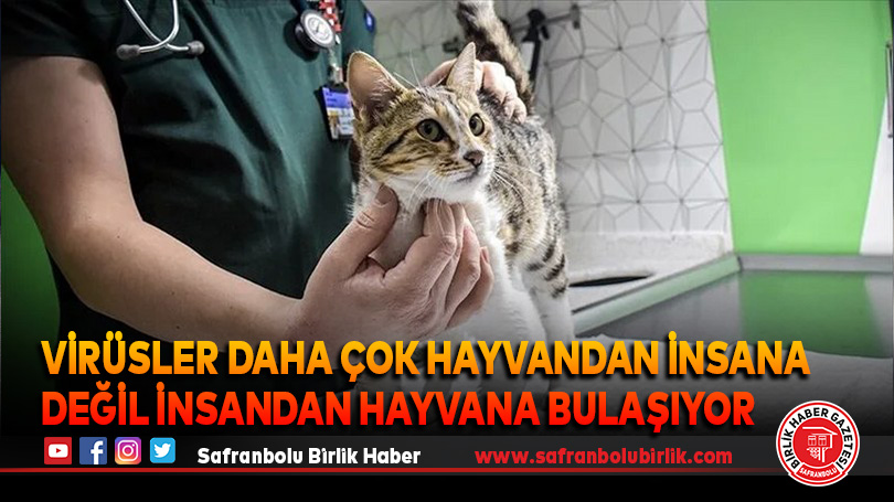 Virüsler daha çok hayvandan insana değil insandan hayvana bulaşıyor