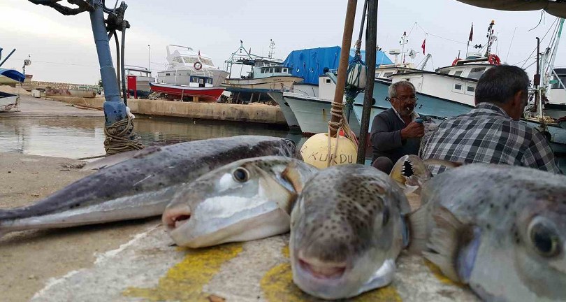 Balon balığını avlayan balıkçılara tane başı 25 TL destek ödemesi yapılacak