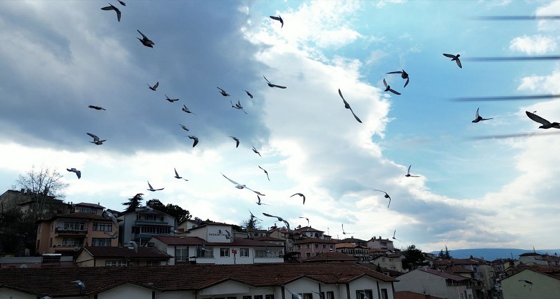 Güvercin drona çarptı