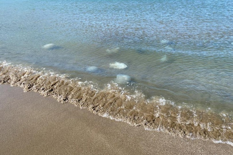 Bilim adamından “zehirli denizanasına dokunmayın” uyarısı