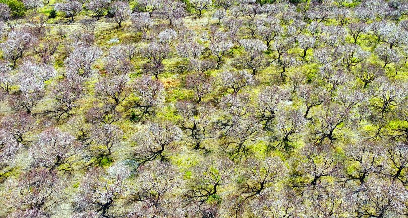 Kayısı ağaçları çiçek açtı, ortaya görsel şölen çıktı