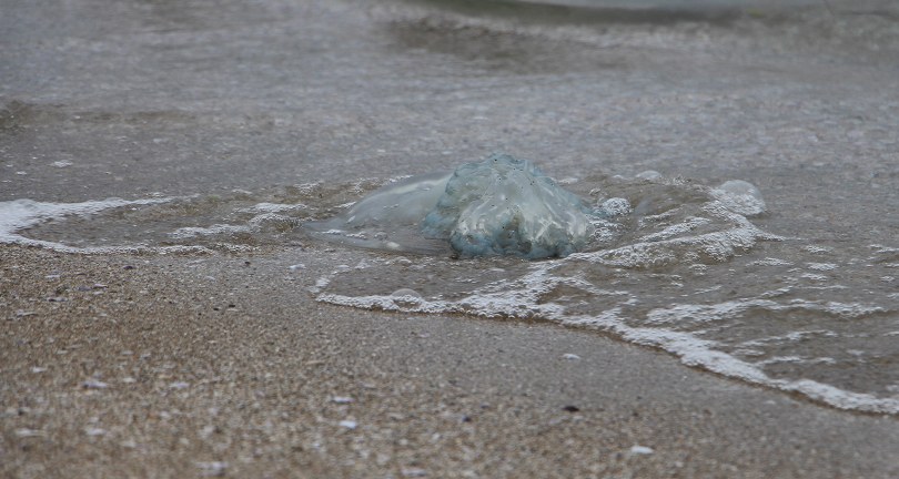 Akdeniz sahillerinde denizanası istilası devam ediyor, Burnaz sahili de denizanalarıyla kaplandı