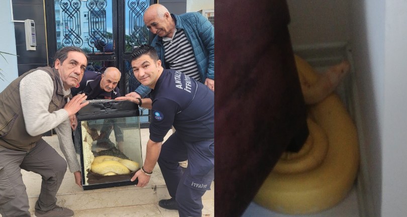 2. dev piton yılan vakası