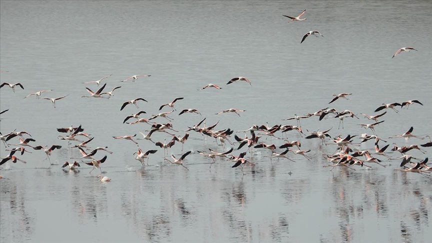 Ilıman geçen kış mevsiminde flamingolar Gelingüllü Barajı’na erken geldi