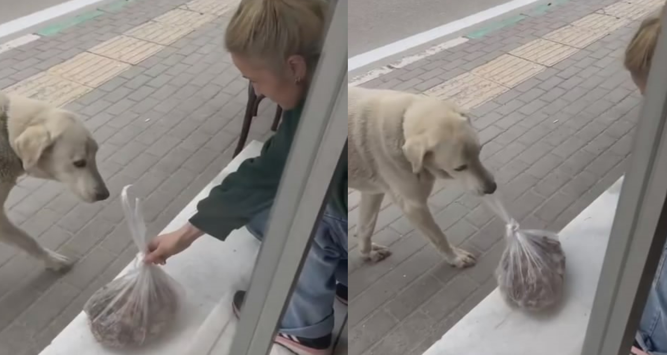 Her gün dükkana gelen köpeği besleyen esnaf yüzleri gülümsetti