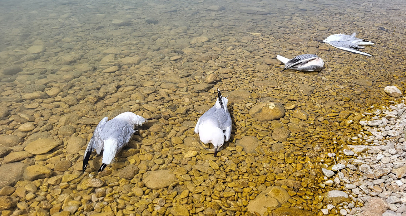 Atatürk Barajında korkutan martı ölümleri