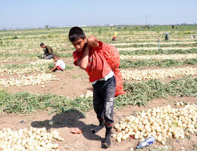“Tek isteğim polis ya da asker olmak ancak, okumak yerine tarlada çalışıyorum”