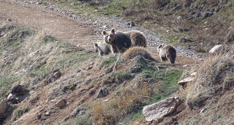 Kış uykusundan uyanan ayı ve yılanları görüntüledi